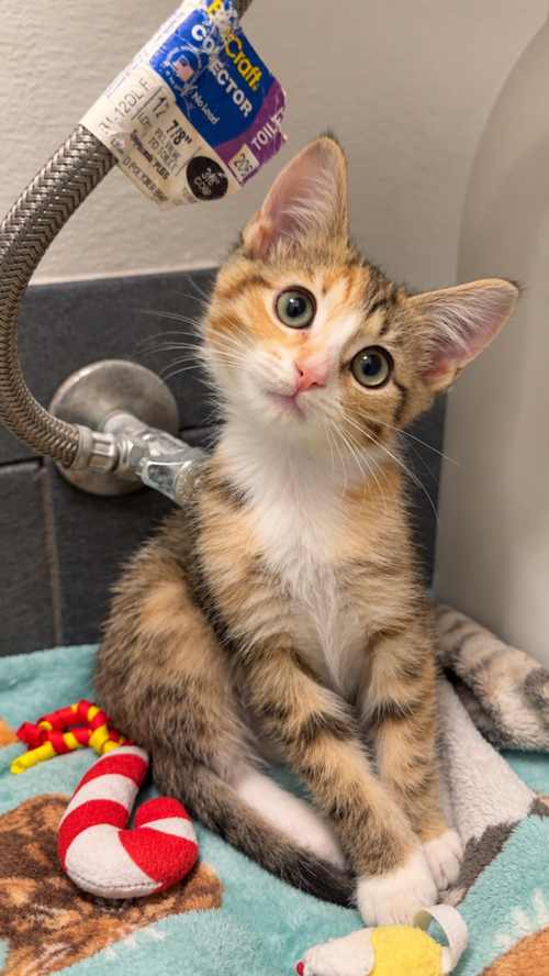 Maple, a cat for adoption from Forever Fortunate Felines
