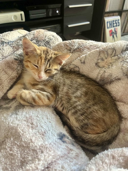 Photo 2 of Maple
