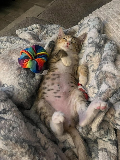 Photo 4 of Maple
