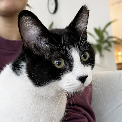 Lalo, a cat for adoption from Forever Fortunate Felines
