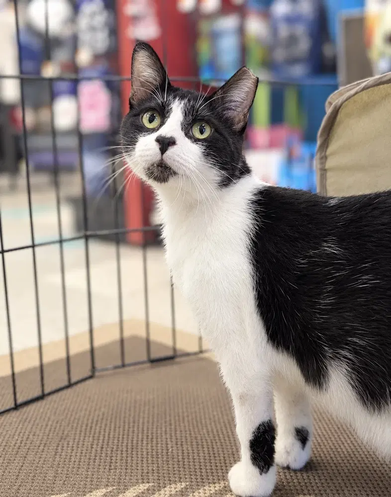 Lalo - Domestic Short Hair
