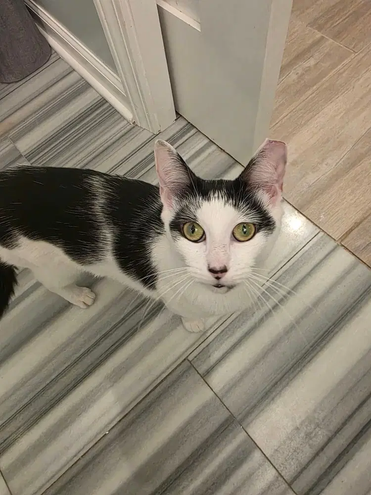 Camillia - Domestic Short Hair