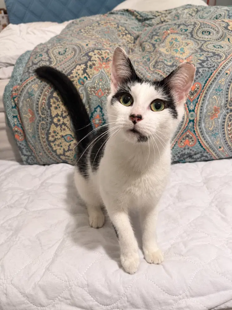 Camillia - Domestic Short Hair