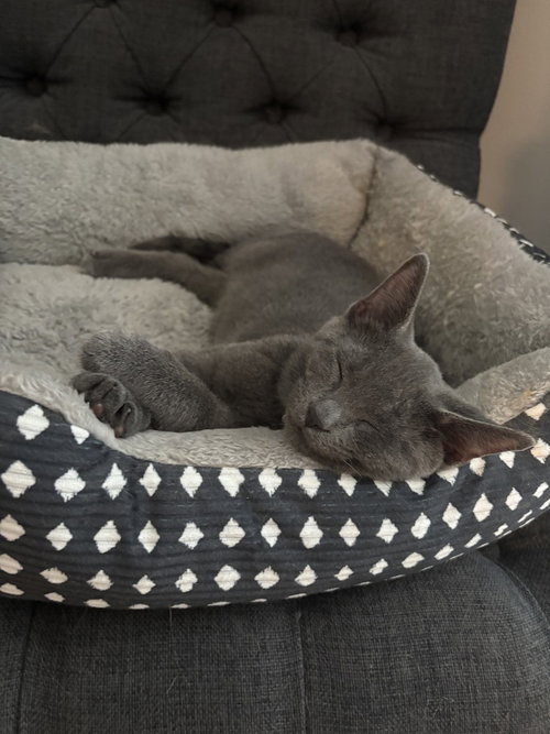 Rocket, a cat for adoption from Forever Fortunate Felines