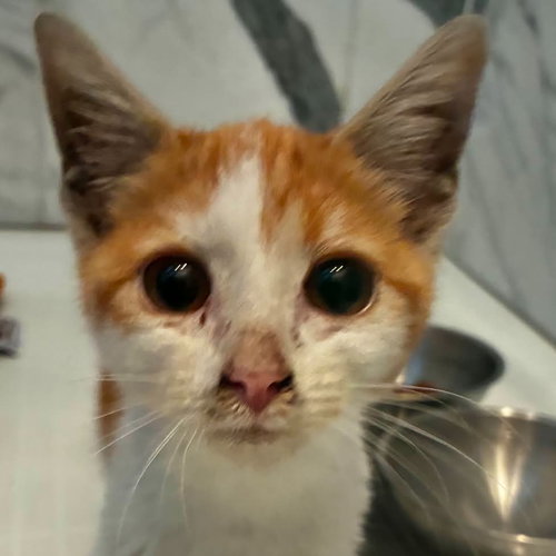 Sherbet, a cat for adoption from Forever Fortunate Felines