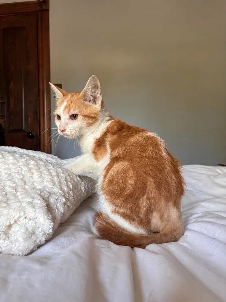 Sherbet image 2