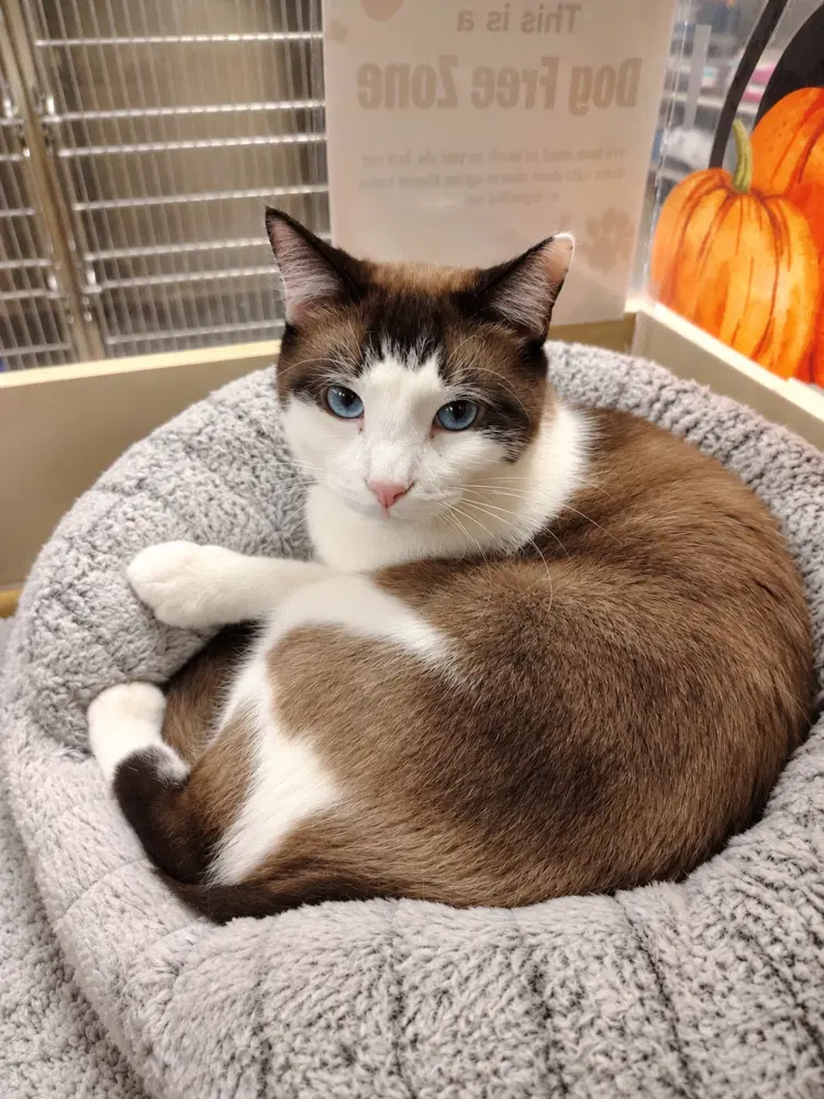 Meisu Aka Taunus - Snowshoe