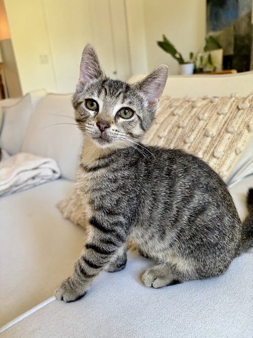Frick, a cat for adoption from Forever Fortunate Felines