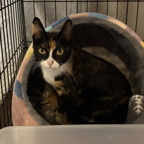 Bonne Maman, a cat for adoption from Forever Fortunate Felines