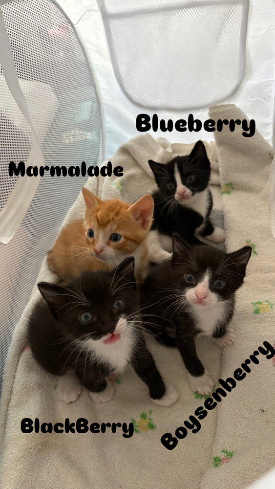 Blueberry, photo 4