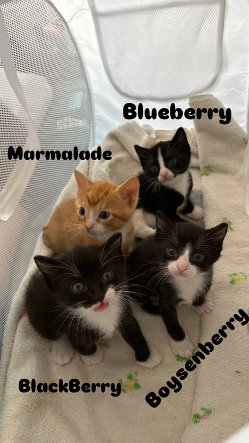 Blueberry, photo 4