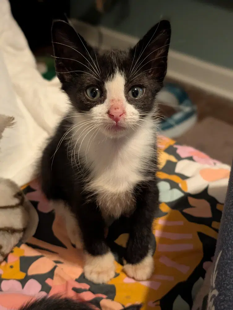 Argyle - Domestic Short Hair