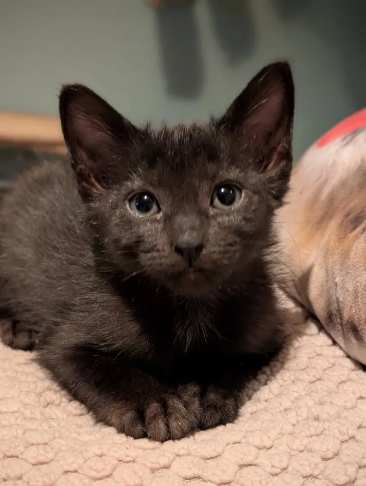 Ruffles - Domestic Short Hair