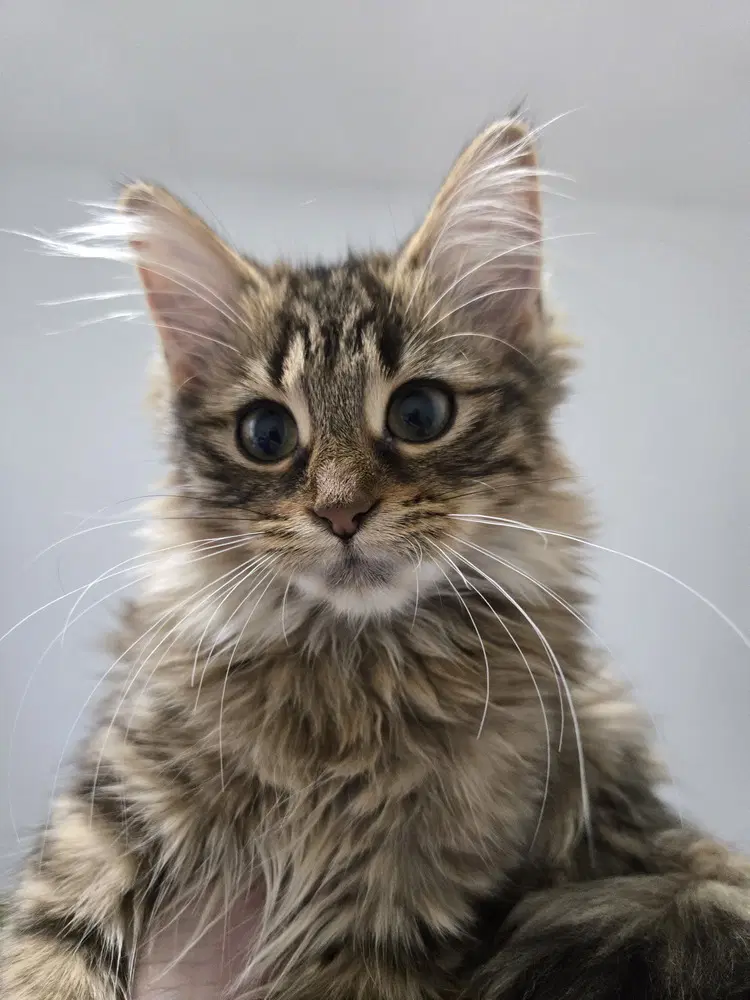 Enola Marie - Domestic Long Hair