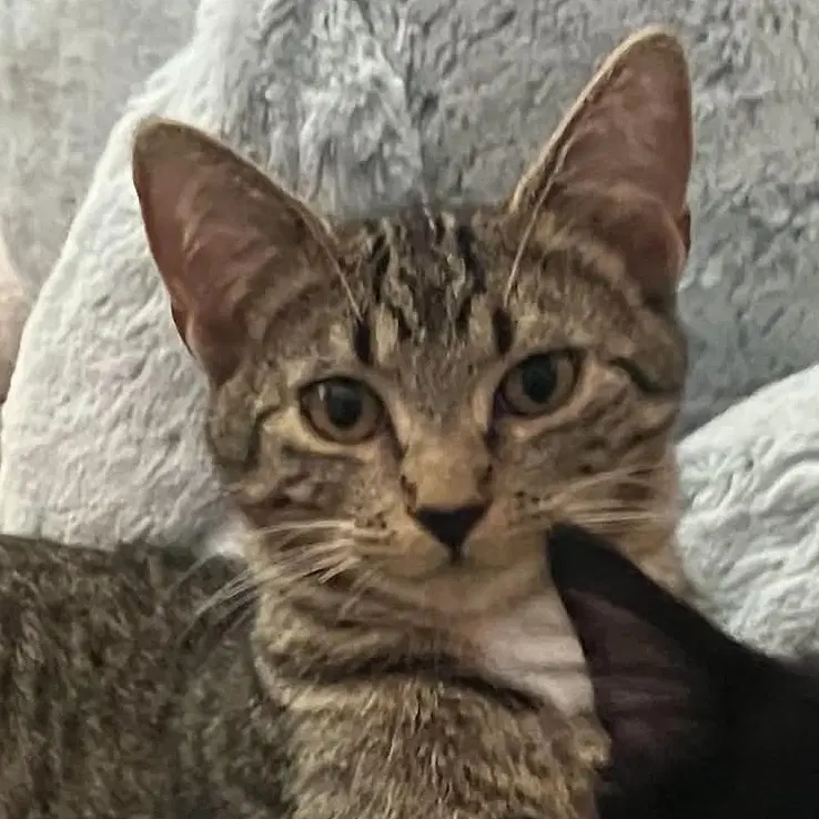 Ernie - Domestic Short Hair