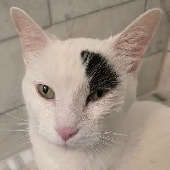 Patch - Domestic Short Hair