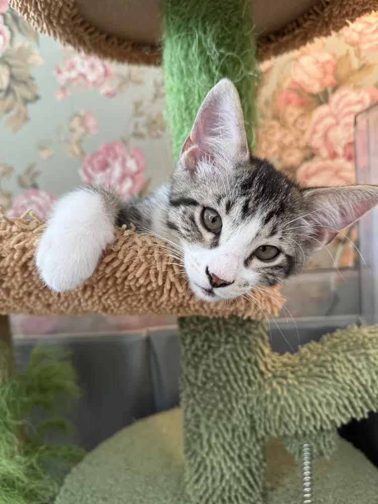 Bree - Domestic Short Hair