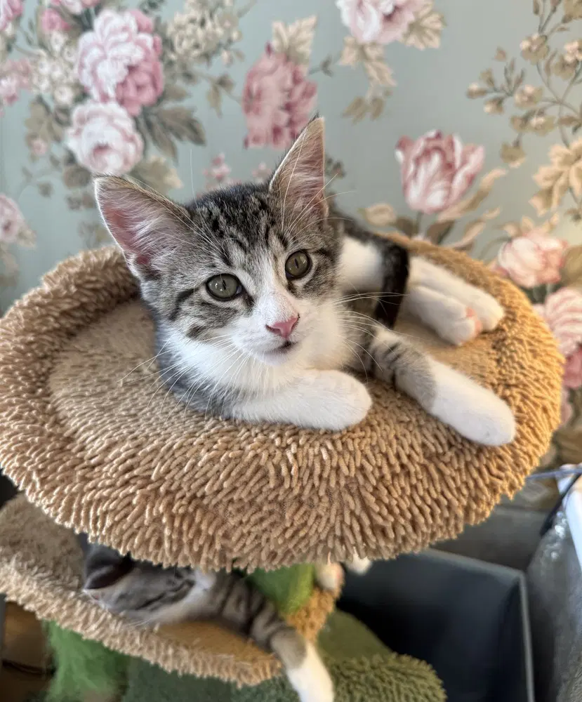 Rohan - Domestic Short Hair