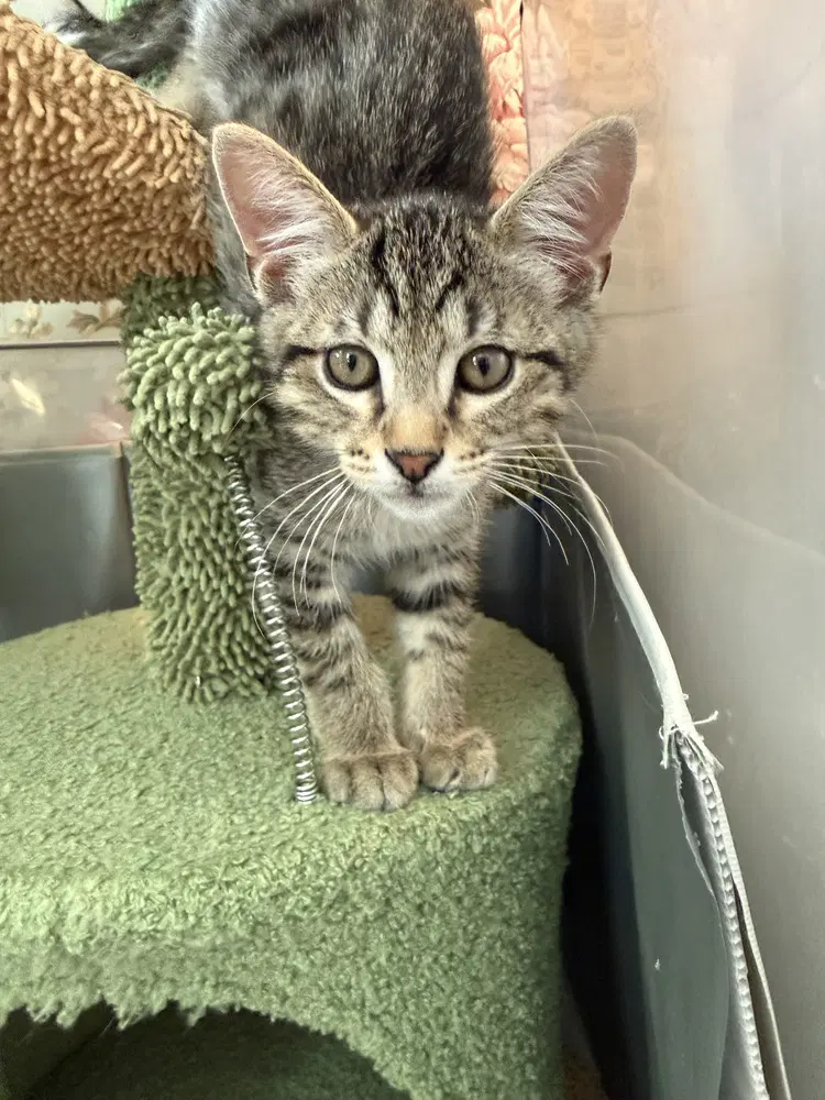 Helm - Domestic Short Hair