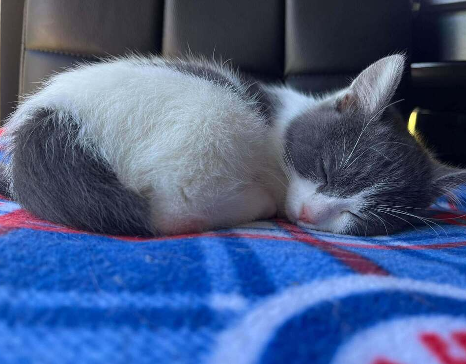 Pierogi, photo 2