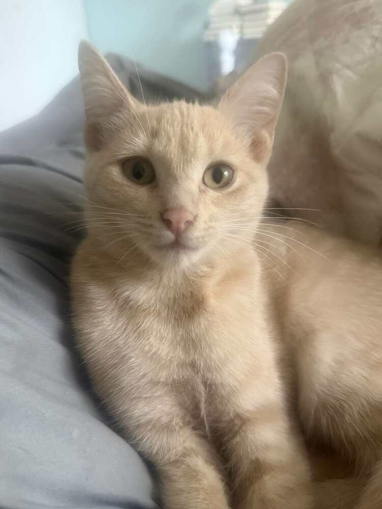 Tofu