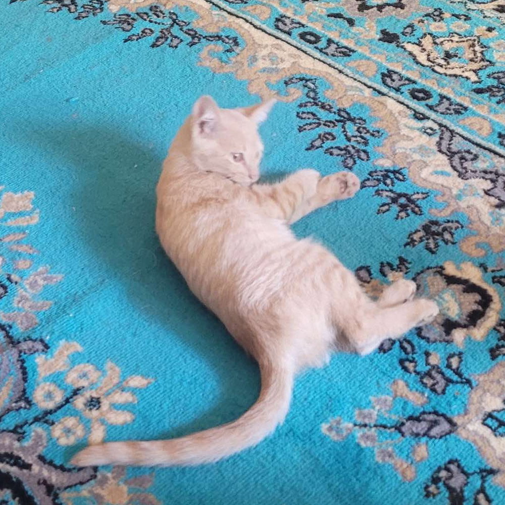 Tofu, photo 2
