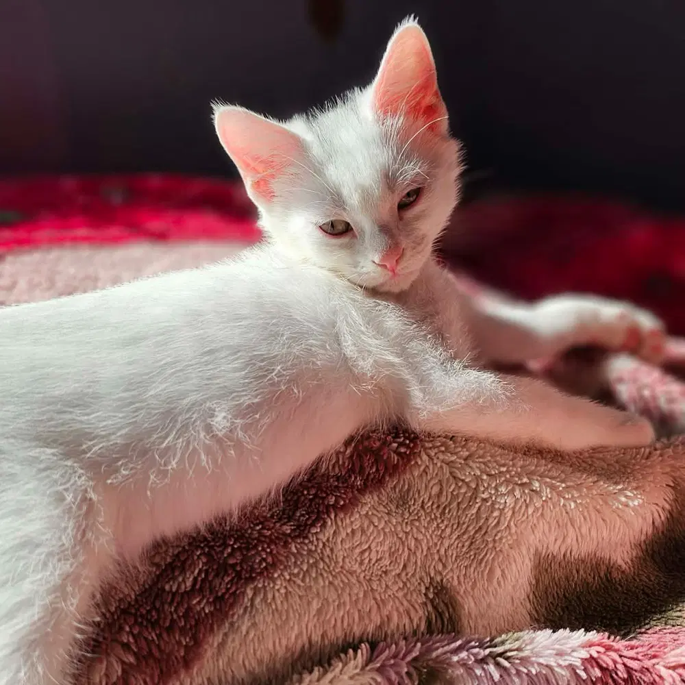 Squeak - Domestic Short Hair