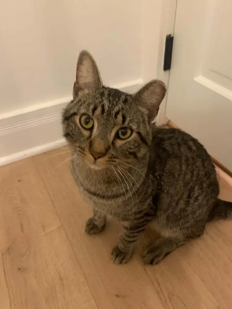 Rocky - Domestic Short Hair