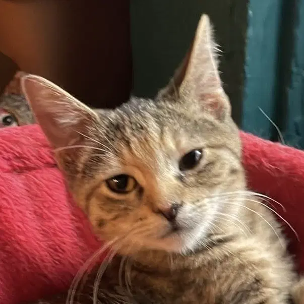 Beatrix - Domestic Short Hair