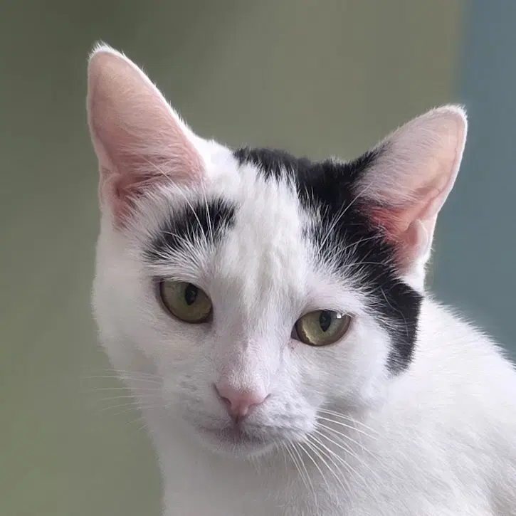 Snowy - Domestic Short Hair