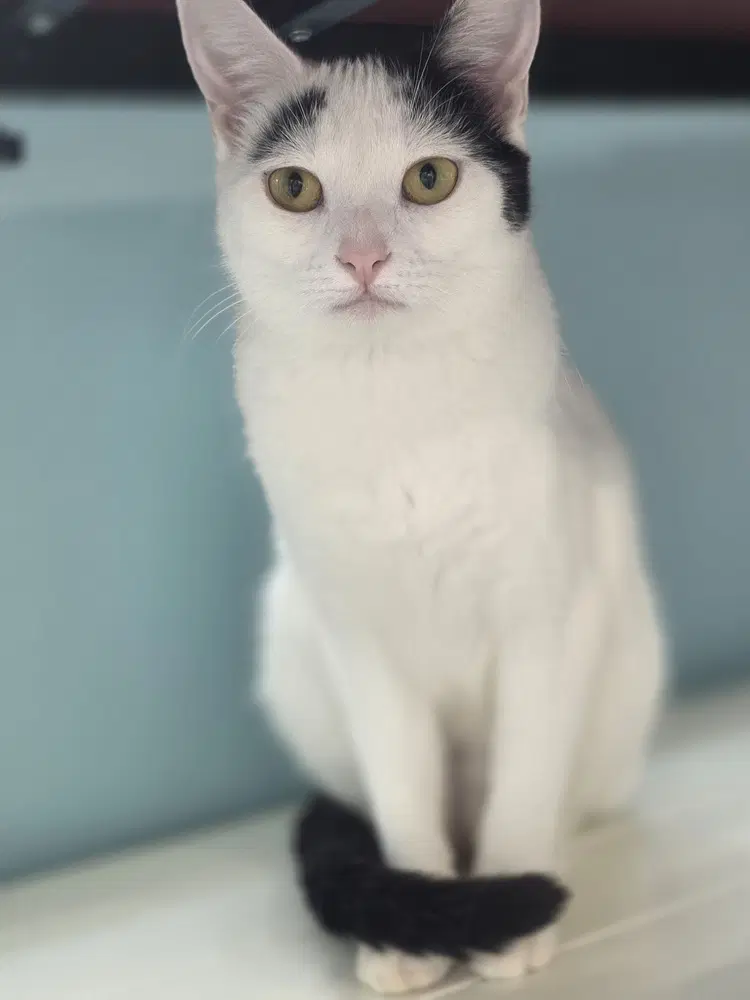 Snowy - Domestic Short Hair