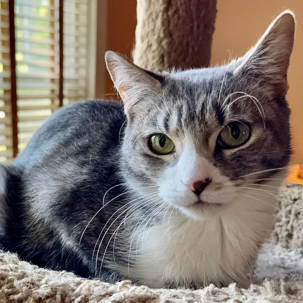 Marion - Domestic Short Hair