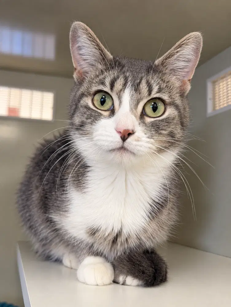 Marion - Domestic Short Hair