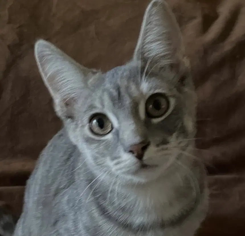 Belle - Domestic Short Hair