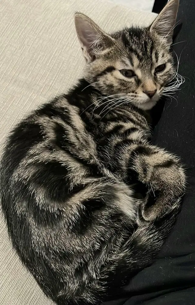 Candy Cane - Domestic Short Hair