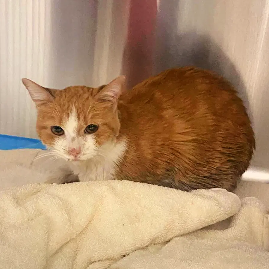 Jammy - Domestic Short Hair