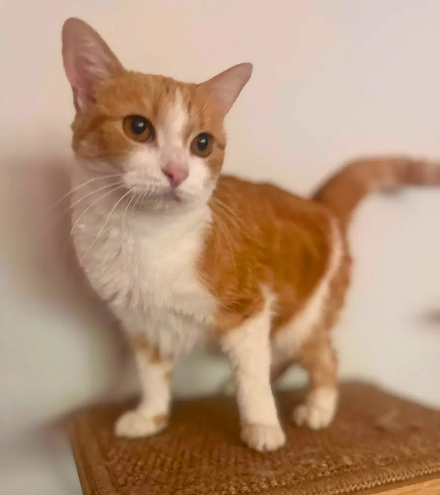 Jammy - Domestic Short Hair