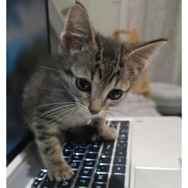 Slinky Tomato - Domestic Short Hair