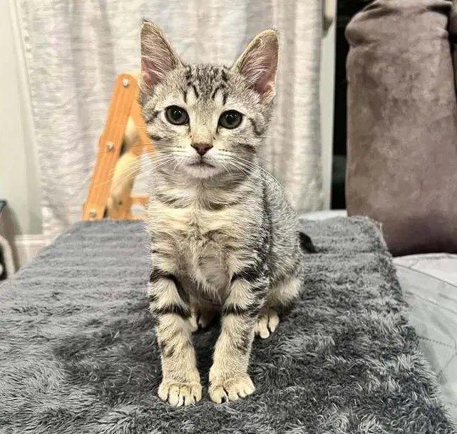 Slinky Tomato - Domestic Short Hair