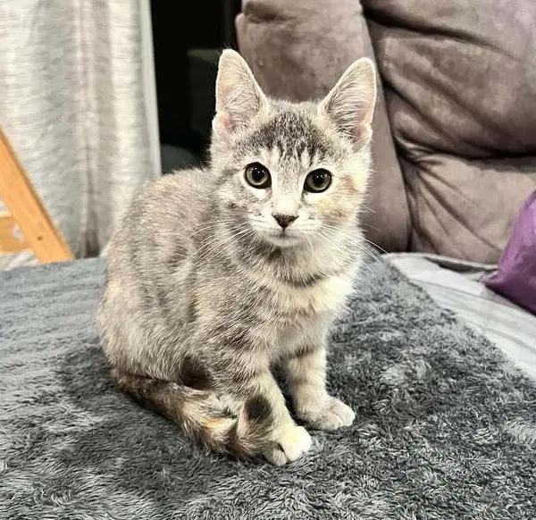 Play Doh Ham - Domestic Short Hair