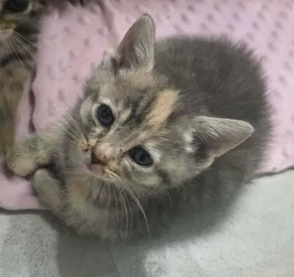 Silly Putty Cheese - Domestic Short Hair