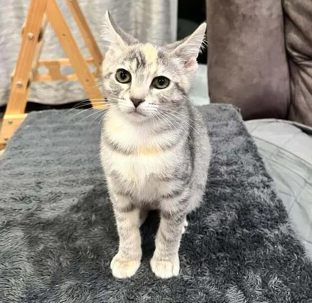 Silly Putty Cheese - Domestic Short Hair