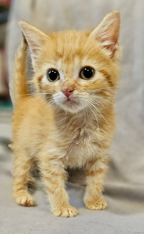 Pip, a female kitten up for adoption