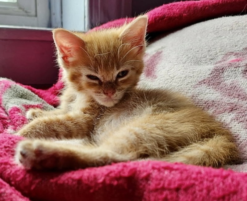 Pip, photo 4