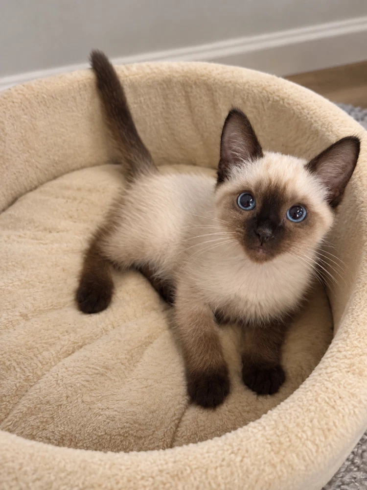 Meow