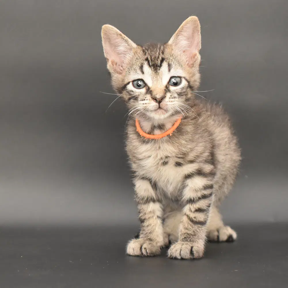 Booker - Domestic Short Hair
