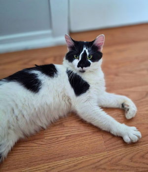 Bjorn, a young male cat up for adoption