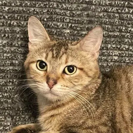 Fantasy - Domestic Short Hair
