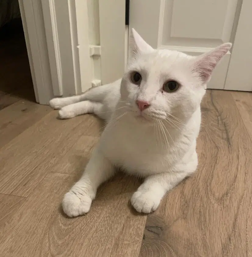 Alaska - Domestic Short Hair