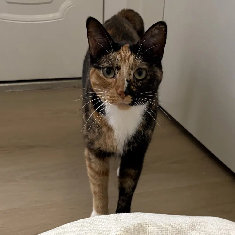 Agnes Aka Persephone - Domestic Short Hair